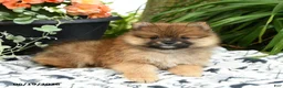 Pomeranian dogs for sale: Berny - Ad 2
