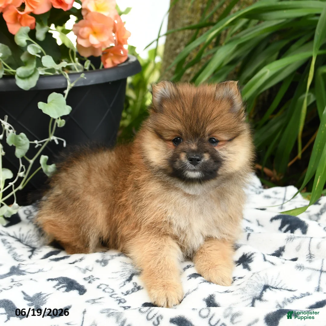 Pomeranian dogs for sale: Berny - Ad 2