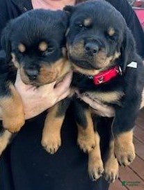 Rottweiler dogs Championship Bloodline Boy 2 - Ad 8