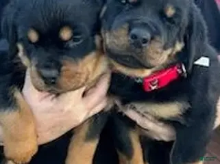 Rottweiler dogs Championship Bloodline Boy 2 - Ad 8