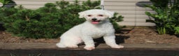 Mixed Breed dogs for sale: Brynn - Ad 6