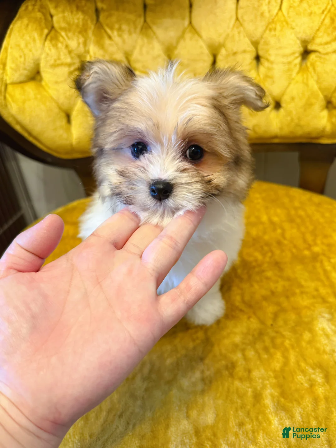 Maltipom dogs for sale: 🧡 Cookie 🤎 - Ad 1