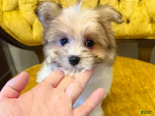 Maltipom dogs 🧡 Cookie 🤎 - Ad 2