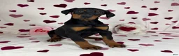 Doberman Pinscher dogs for sale: Daisey - Ad 2