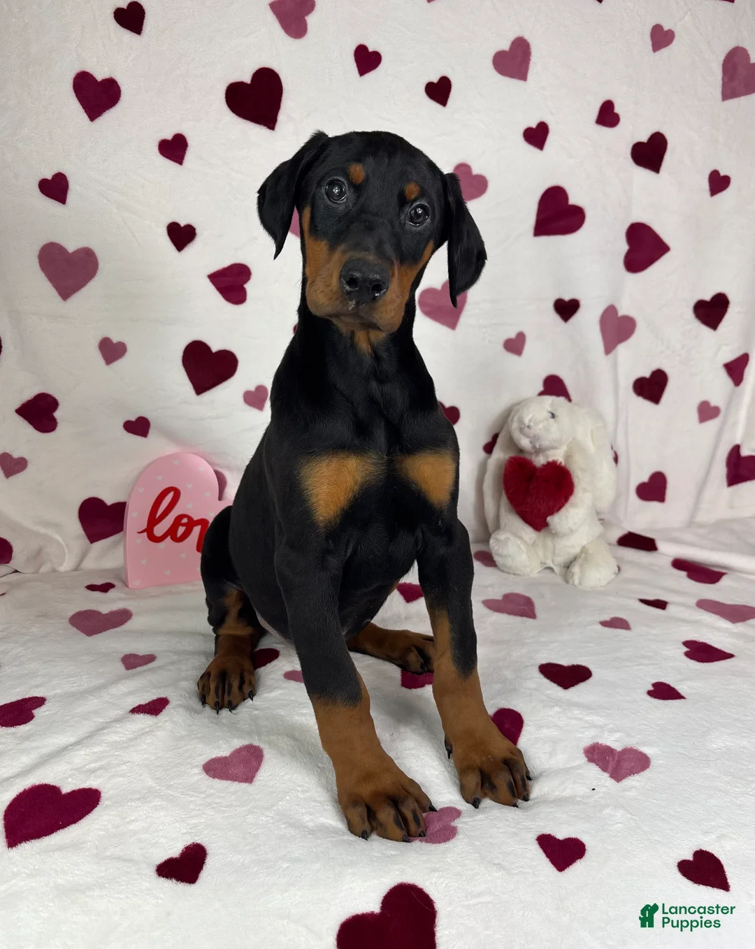 Doberman Pinscher dogs for sale: Daisey - Ad 2