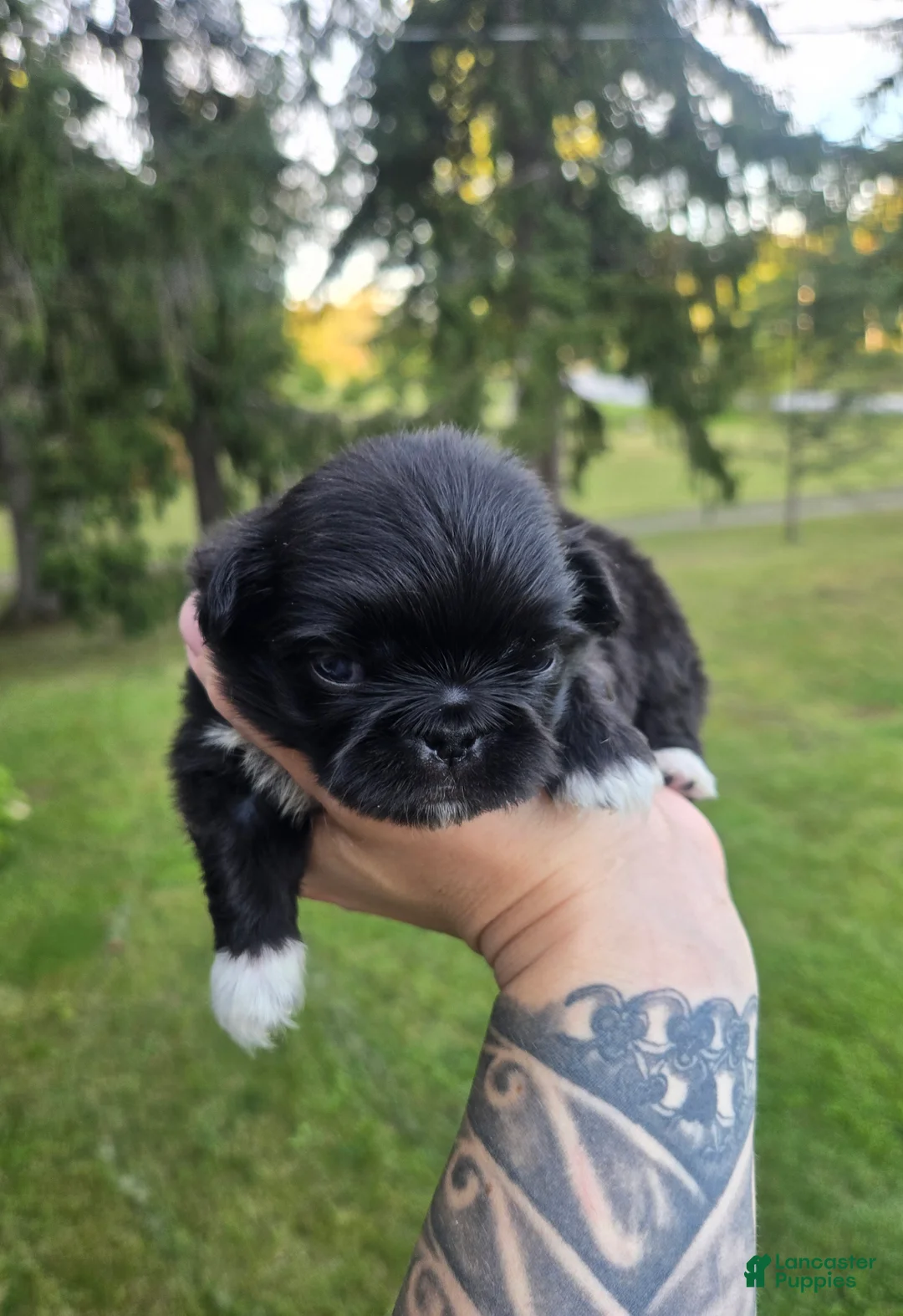 Pekingese dogs for sale: Decan - Ad 2