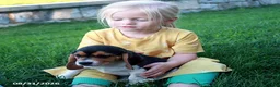 Beagle dogs for sale: Coco - Ad 3