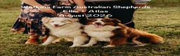 Australian Shepherd dogs for sale: Lemon - Ad 14