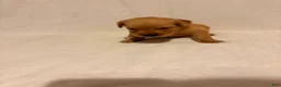 Golden Retriever dogs for sale: Golden Retriever 5 - Ad 2