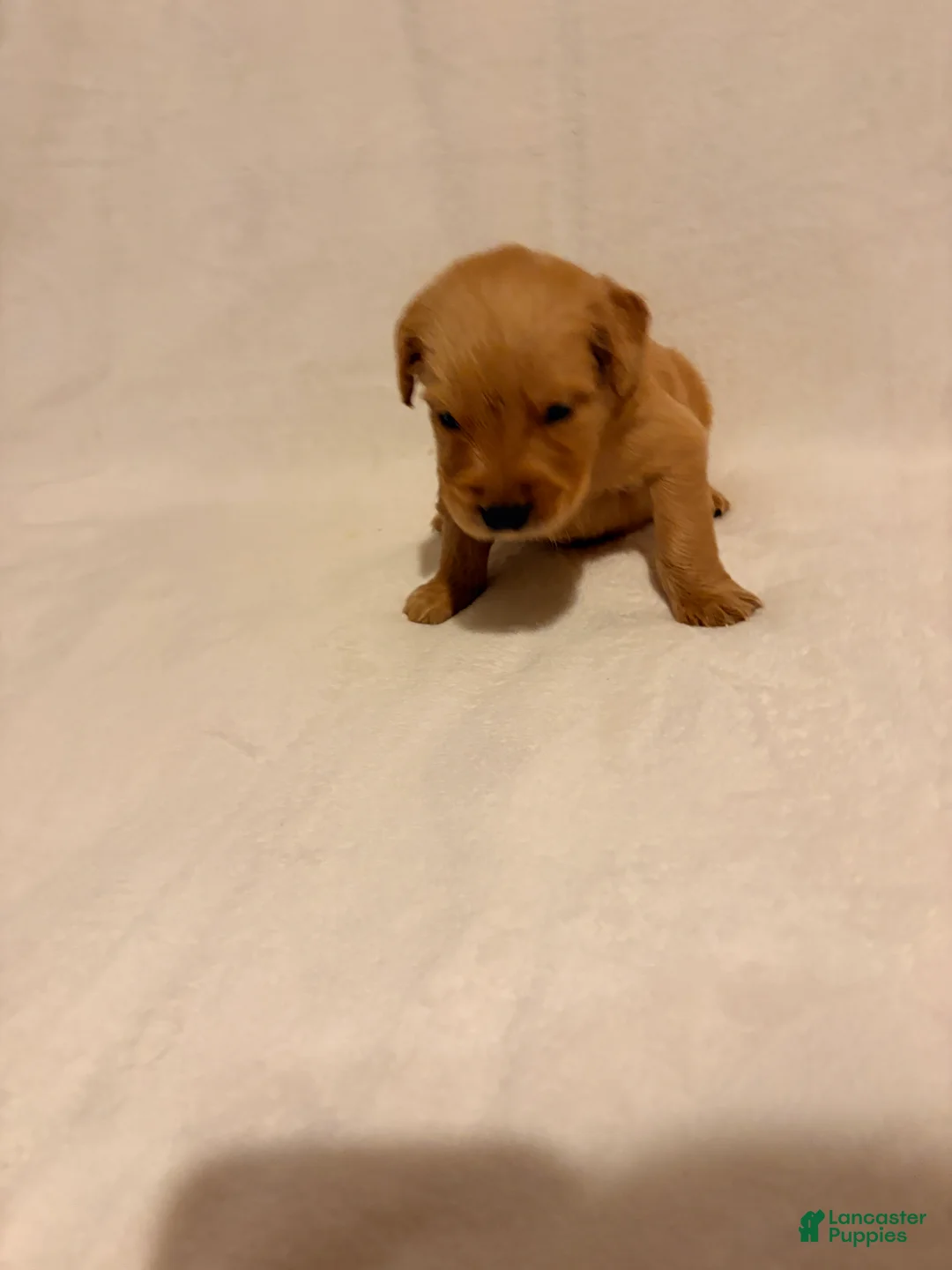 Golden Retriever dogs for sale: Golden Retriever 5 - Ad 2