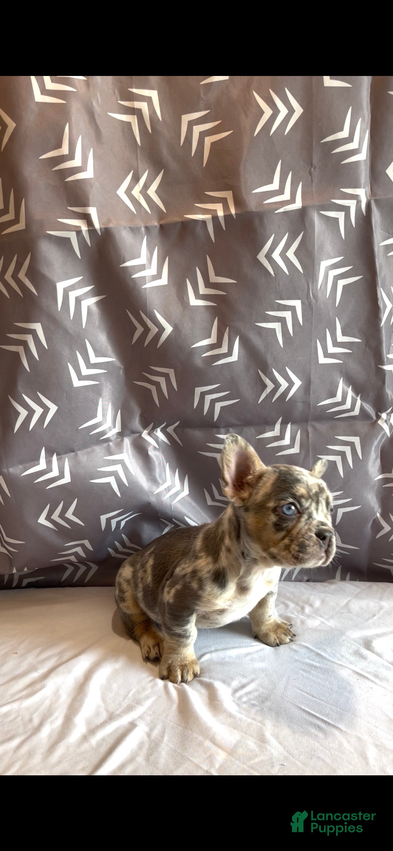 French Bulldog dogs for sale: French Bulldog Puppy 2 - Ad 2