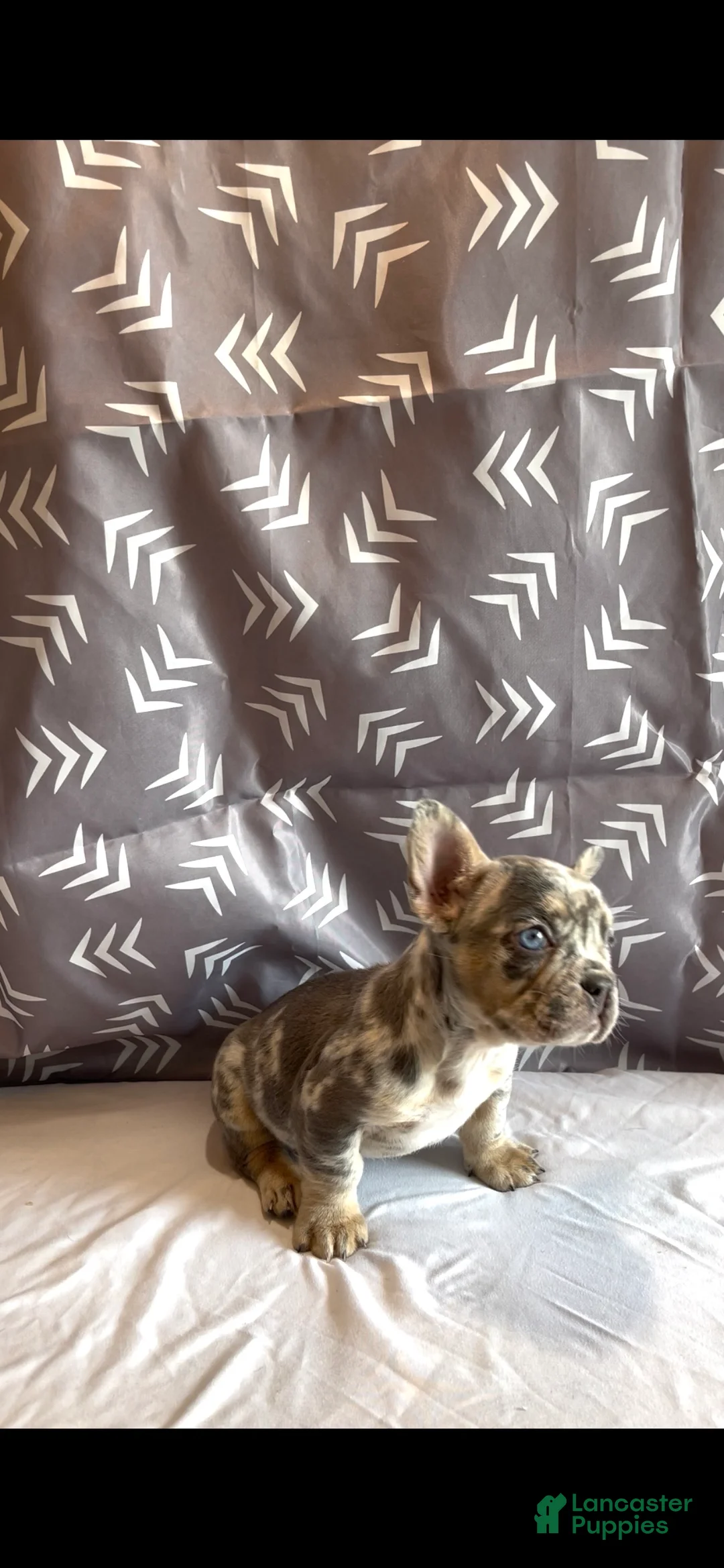 French Bulldog dogs for sale: French Bulldog Puppy 2 - Ad 1