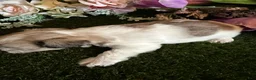 Mixed Breed dogs for sale: Girl 1 - Ad 3