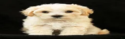 Maltipoo dogs for sale: Angie - Ad 3