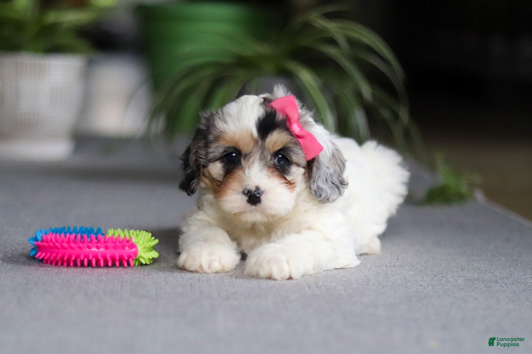 Cavapoo dogs for sale: Miley - Ad 3