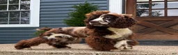 Cocker Spaniel dogs for sale: Geppetto - Ad 1