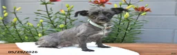 Yorkiepoo dogs for sale: Max - Ad 6