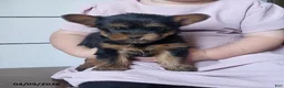 Yorkshire Terrier dogs for sale: Biscuit - Ad 2