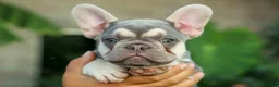 French Bulldog dogs for sale: Stella🌸 - Ad 1
