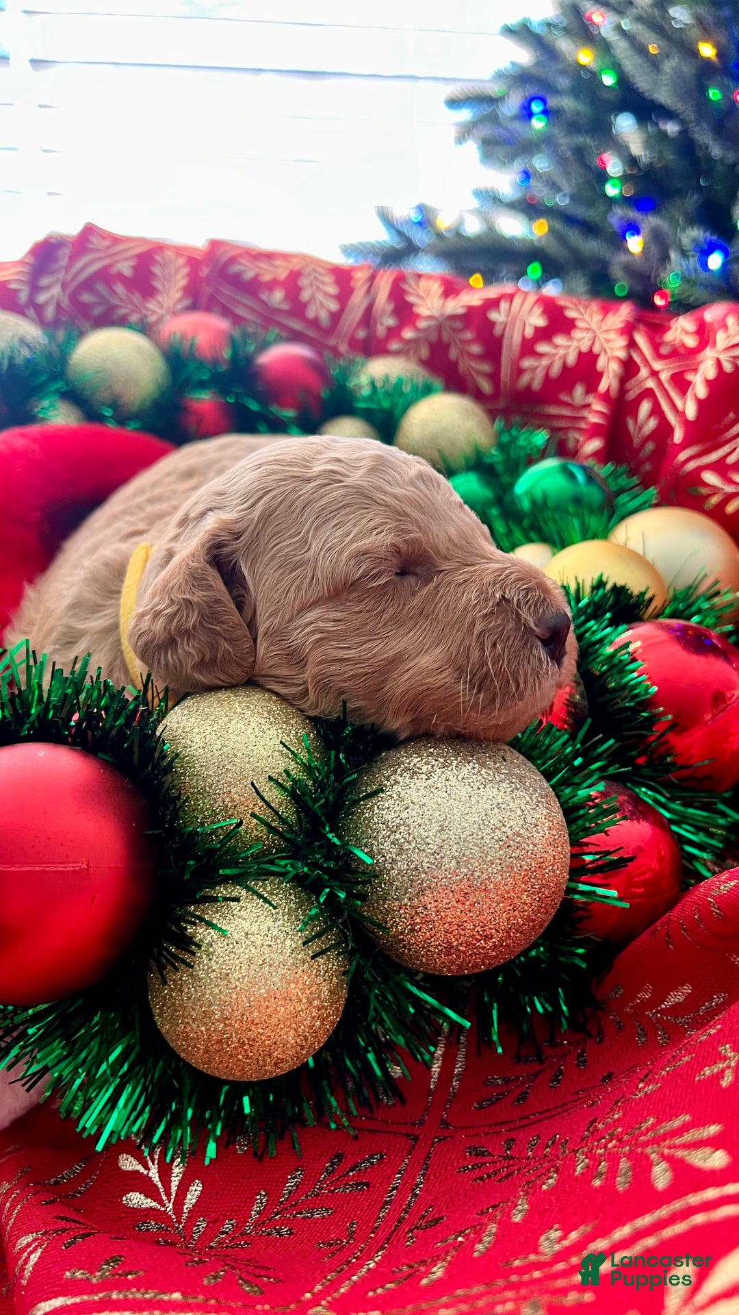 Goldendoodle dogs for sale: Luv – Apricot Medium Goldendoodle (F) – Service Dog Temperament Candidate - Ad 16