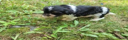 Mixed Breed dogs for sale: Adam  - Ad 3