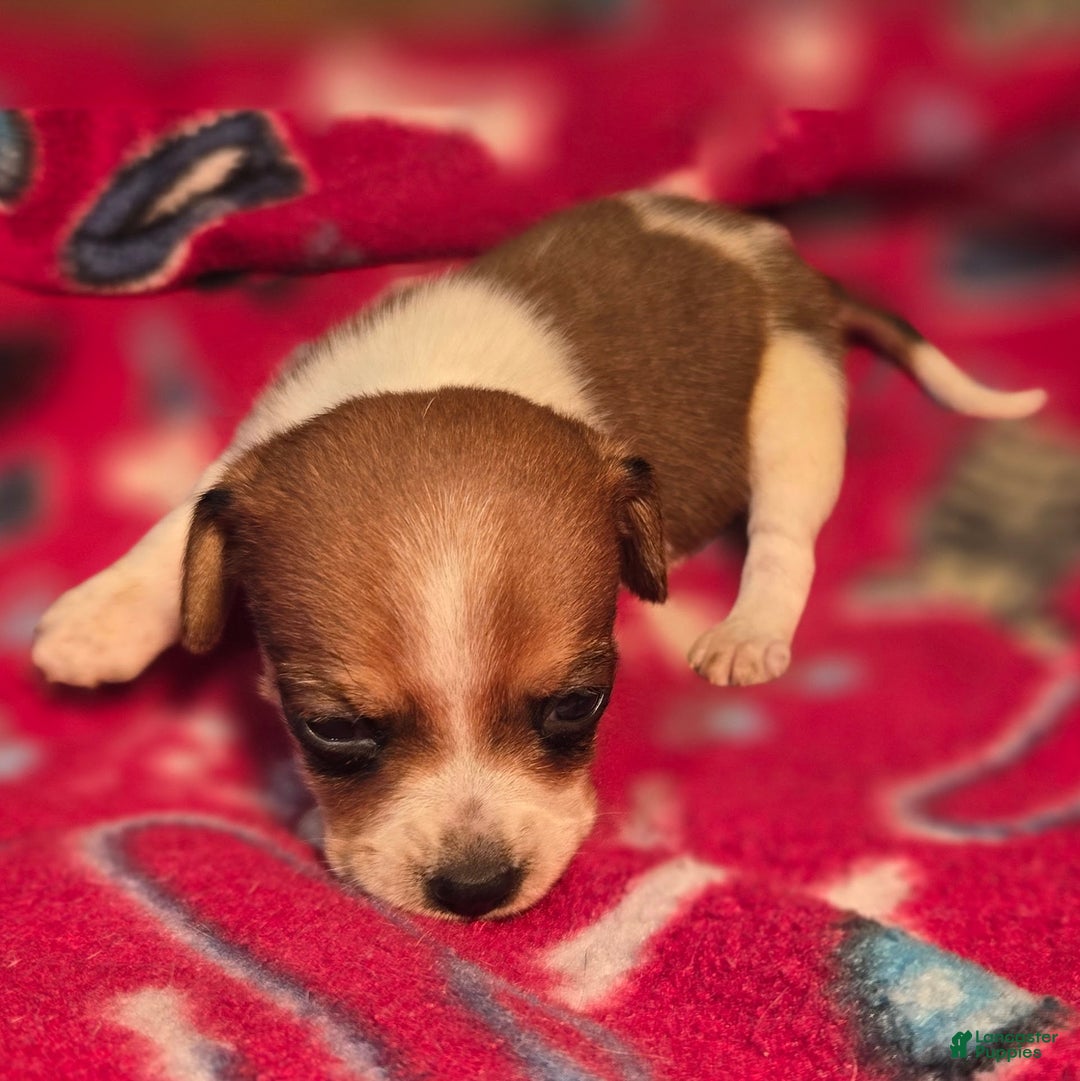 Beagle dogs for sale: Luke Queen Elizabeth Pocket Beagle - Ad 9