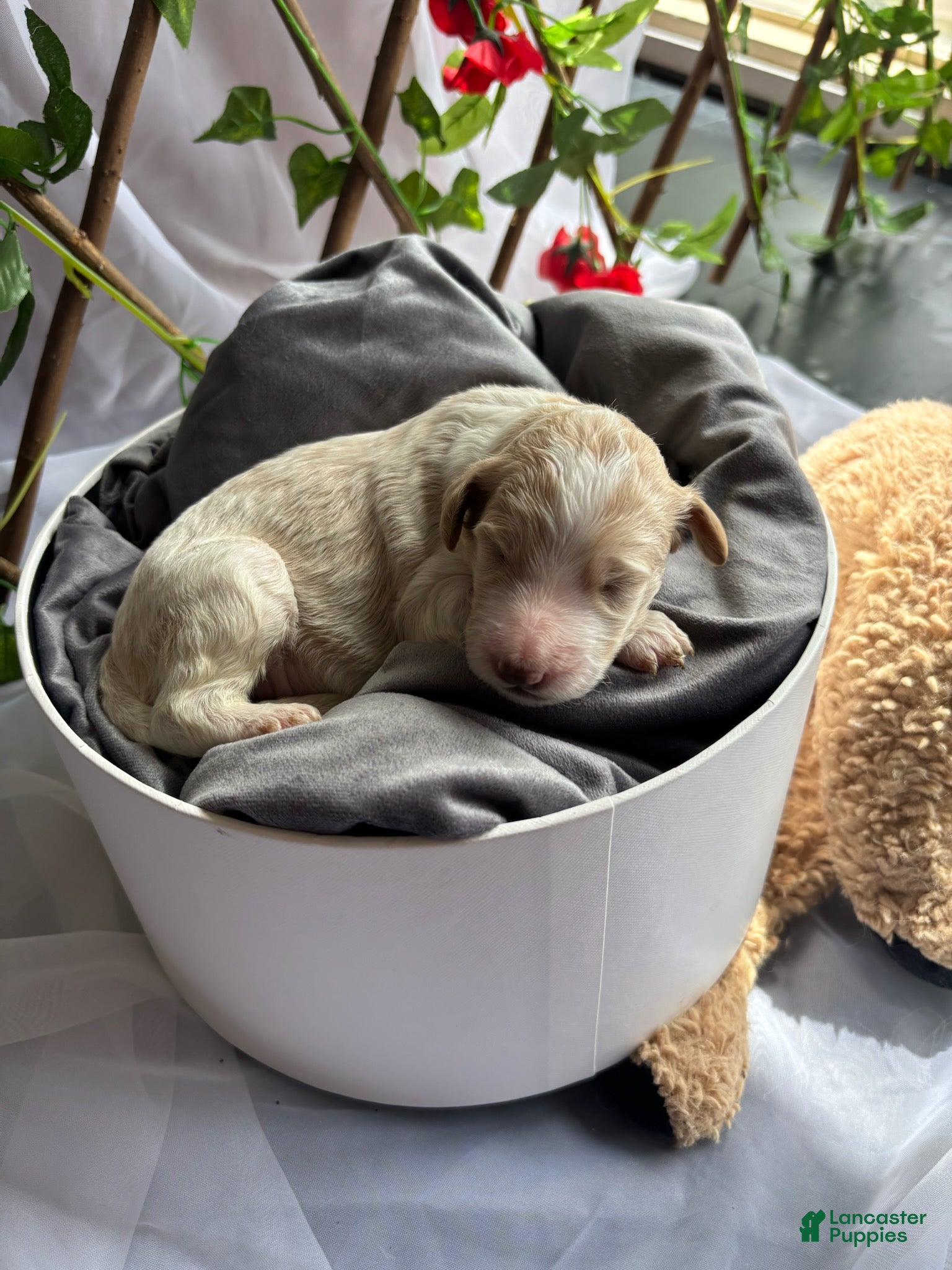 Standard Poodle dogs Snow White - Ad 2