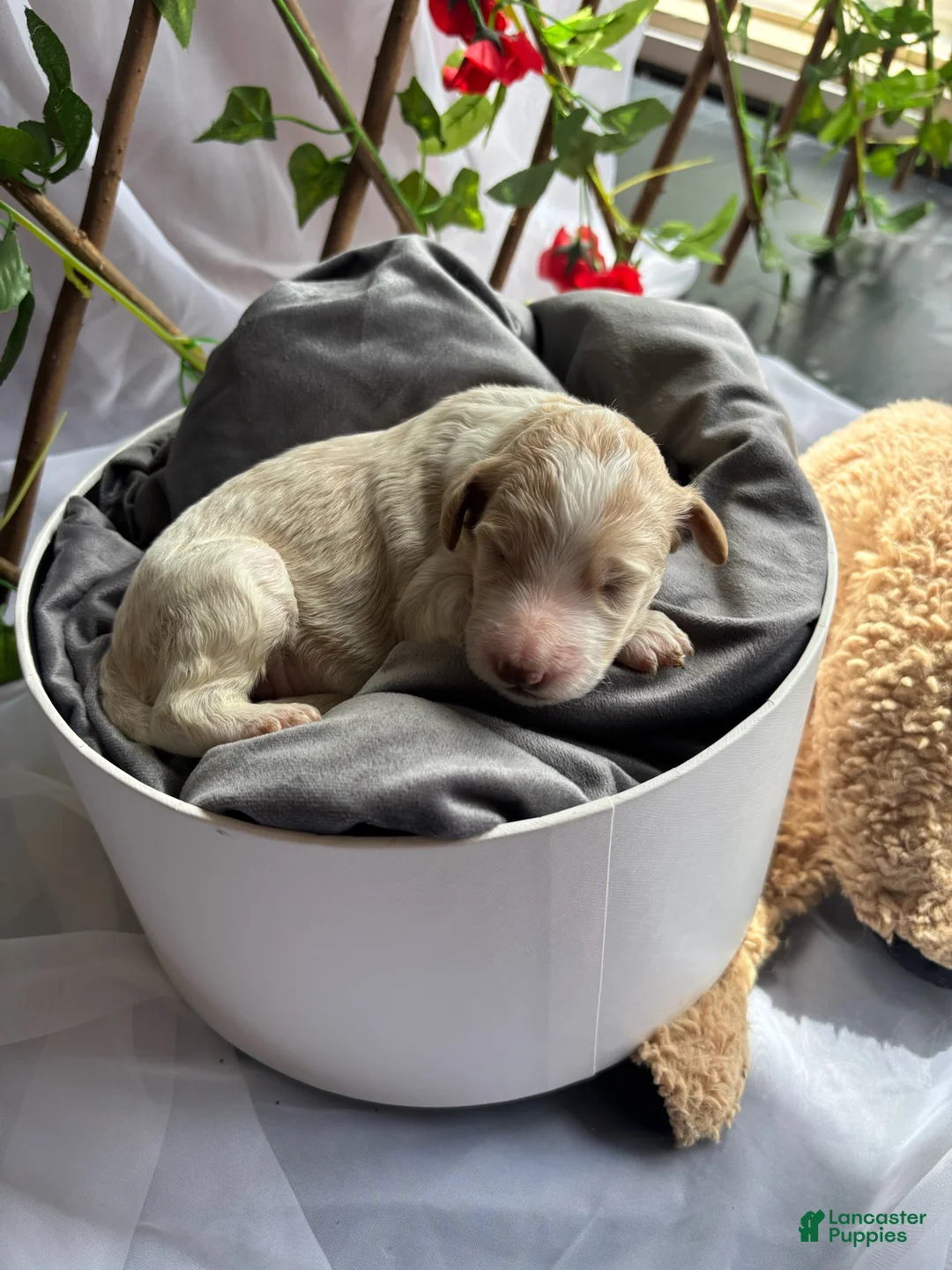 Standard Poodle dogs for sale: Snow White - Ad 2