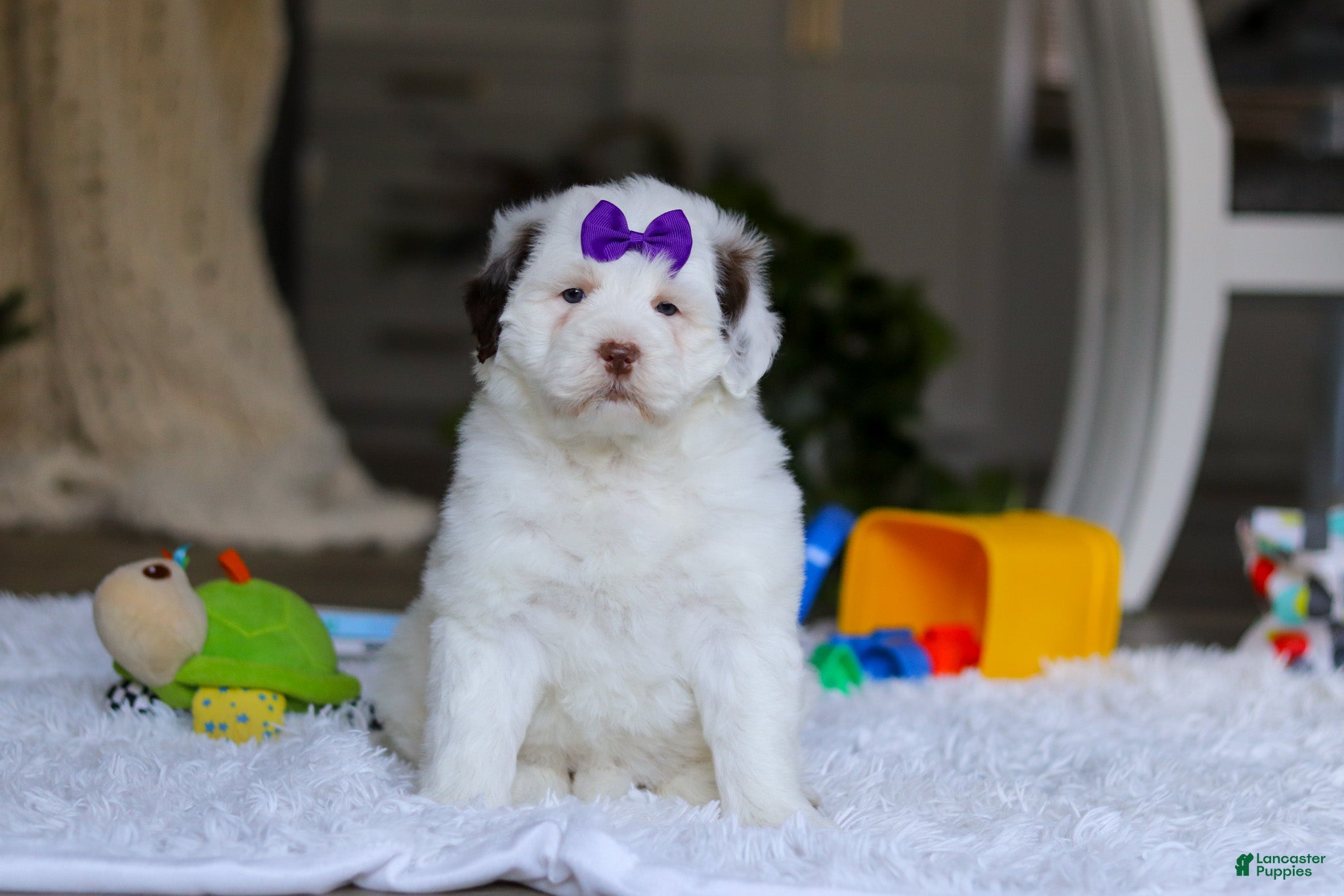 Portuguese Water Dog dogs Callie - Ad 1