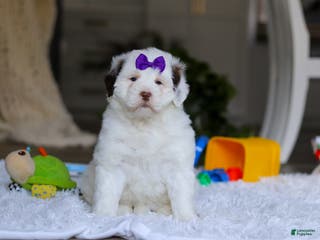 Portuguese Water Dog dogs Callie - Ad 1