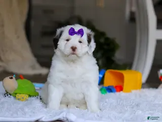 Portuguese Water Dog dogs Callie - Ad 7