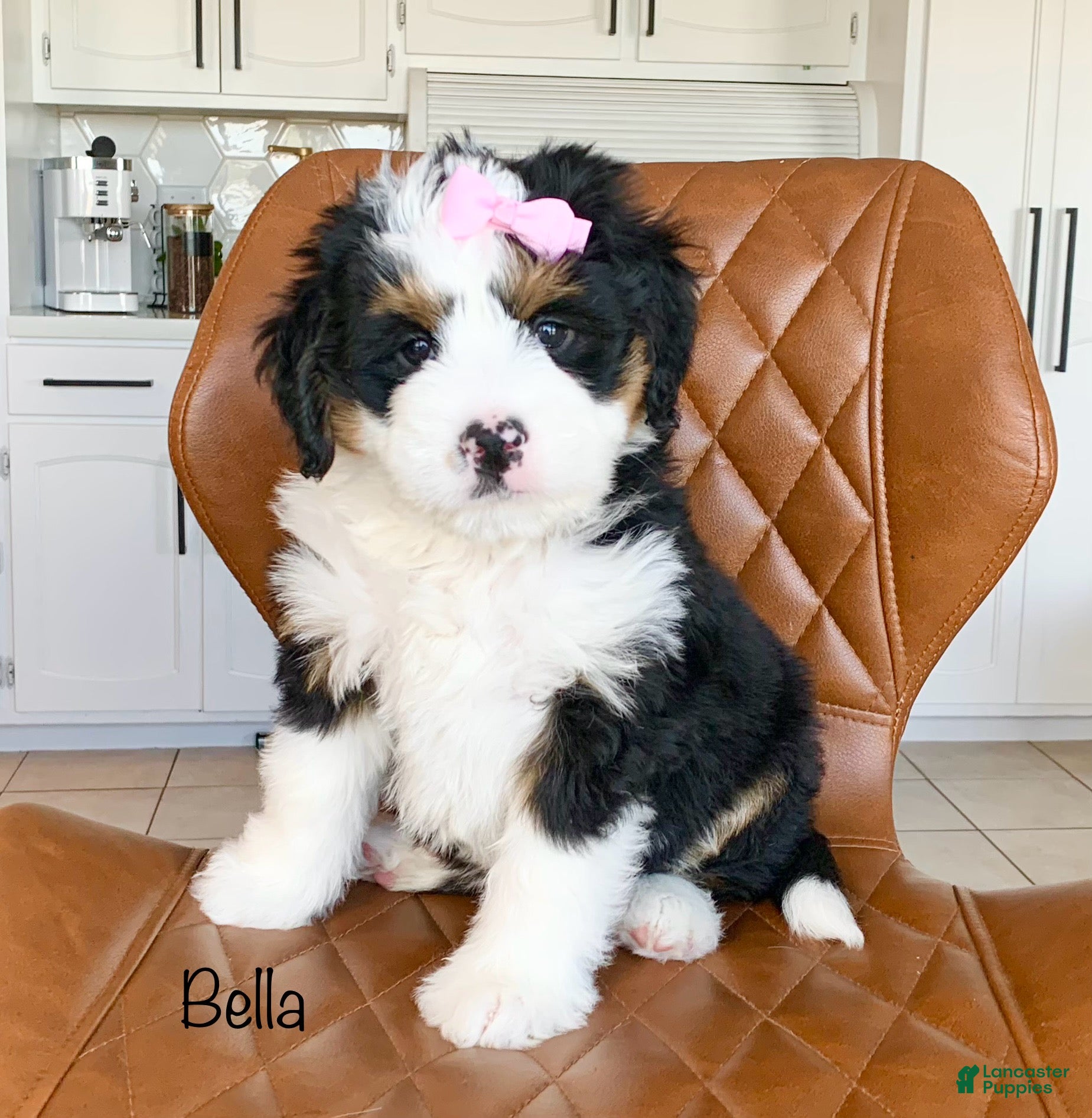 Bernedoodle dogs Bella - Ad 1