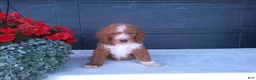 Goldendoodle dogs for sale: Chase - Ad 8