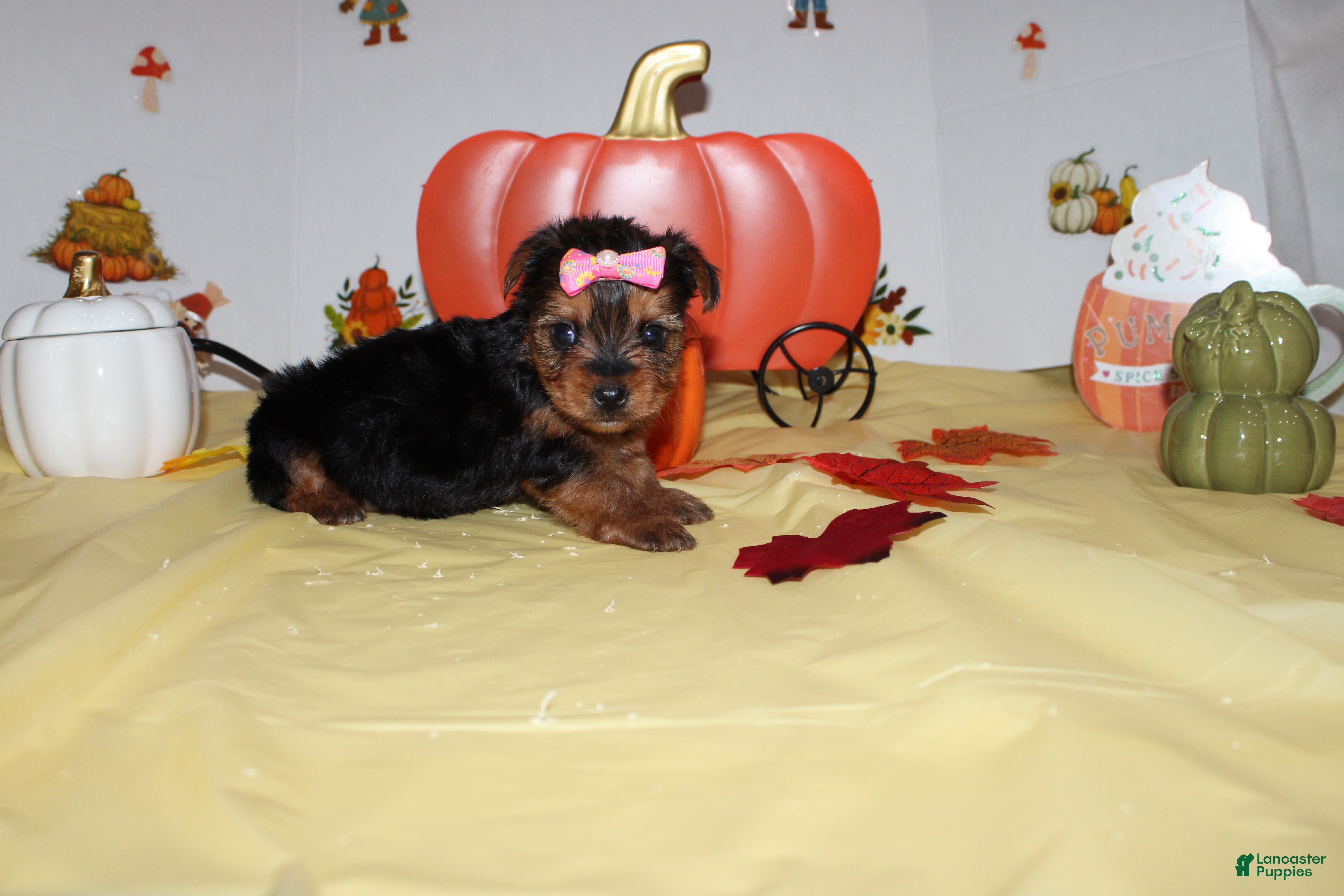 Yorkshire Terrier dogs for sale: Sadie - Ad 41
