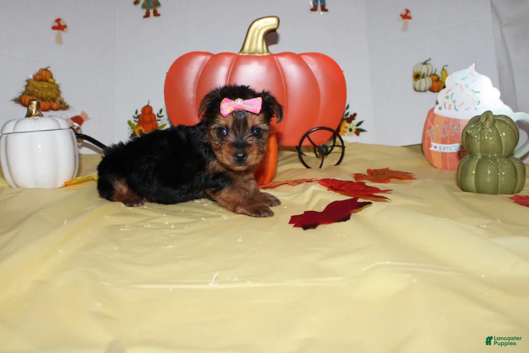 Yorkshire Terrier dogs for sale: Sadie - Ad 1