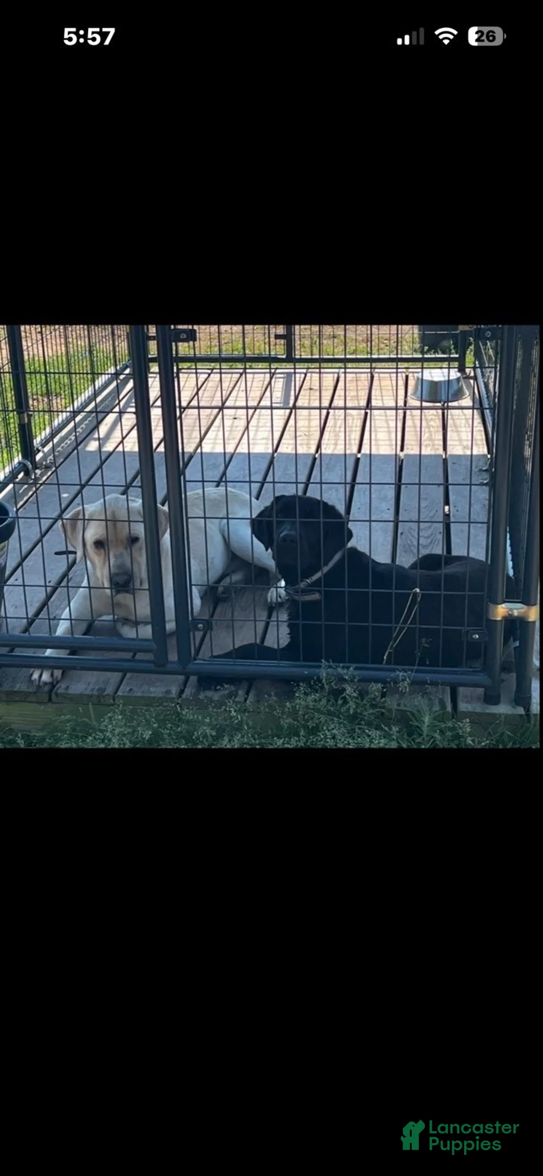 Labrador Retriever dogs for sale: Labrador Retriever 1 - Ad 4