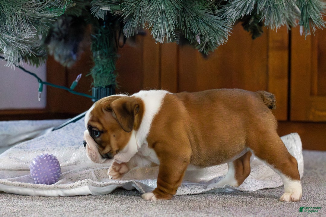 English Bulldog dogs for sale: Holly - Ad 8