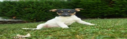 Jack Russell Terrier dogs for sale: Bena - Ad 3