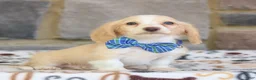 Miniature Dachshund dogs for sale: Nashville  - Ad 4
