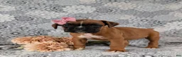 Boxer dogs for sale: Raina - Ad 4