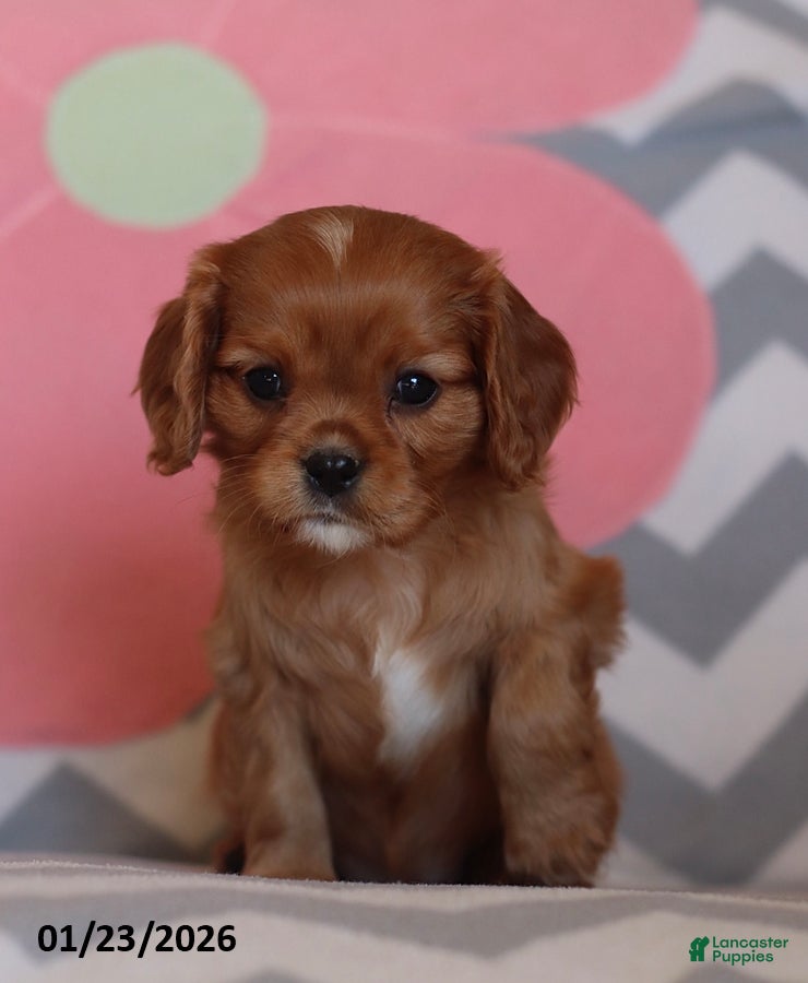 Cavalier King Charles Spaniel dogs Isabelle - Ad 39