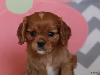 Cavalier King Charles Spaniel dogs Isabelle - Ad 10