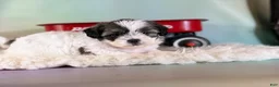 Teddy Bear dogs for sale: Piper - Ad 5