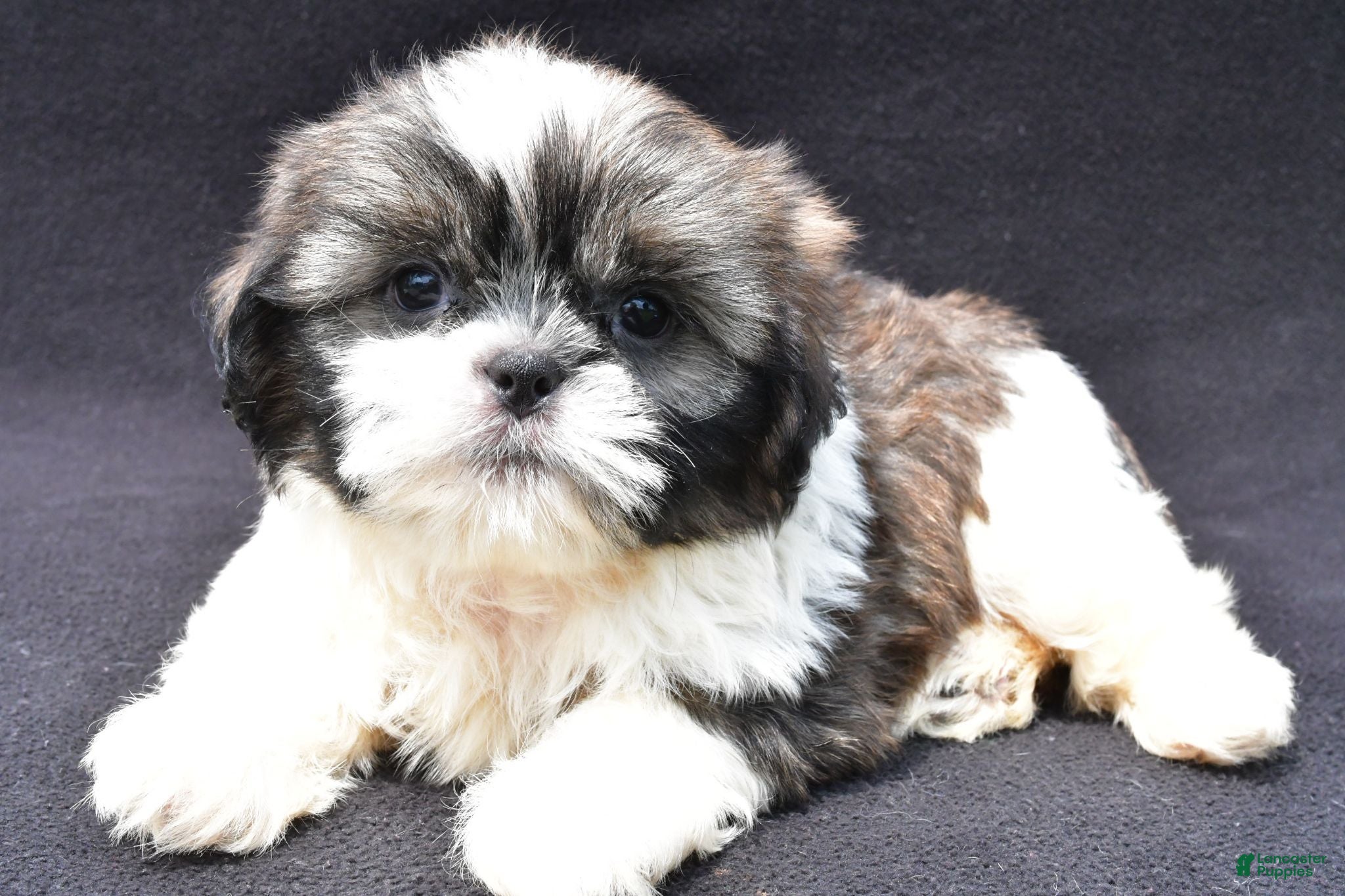 Shih Tzu dogs Atlas - Ad 1