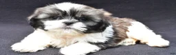 Shih Tzu dogs for sale: Atlas - Ad 1