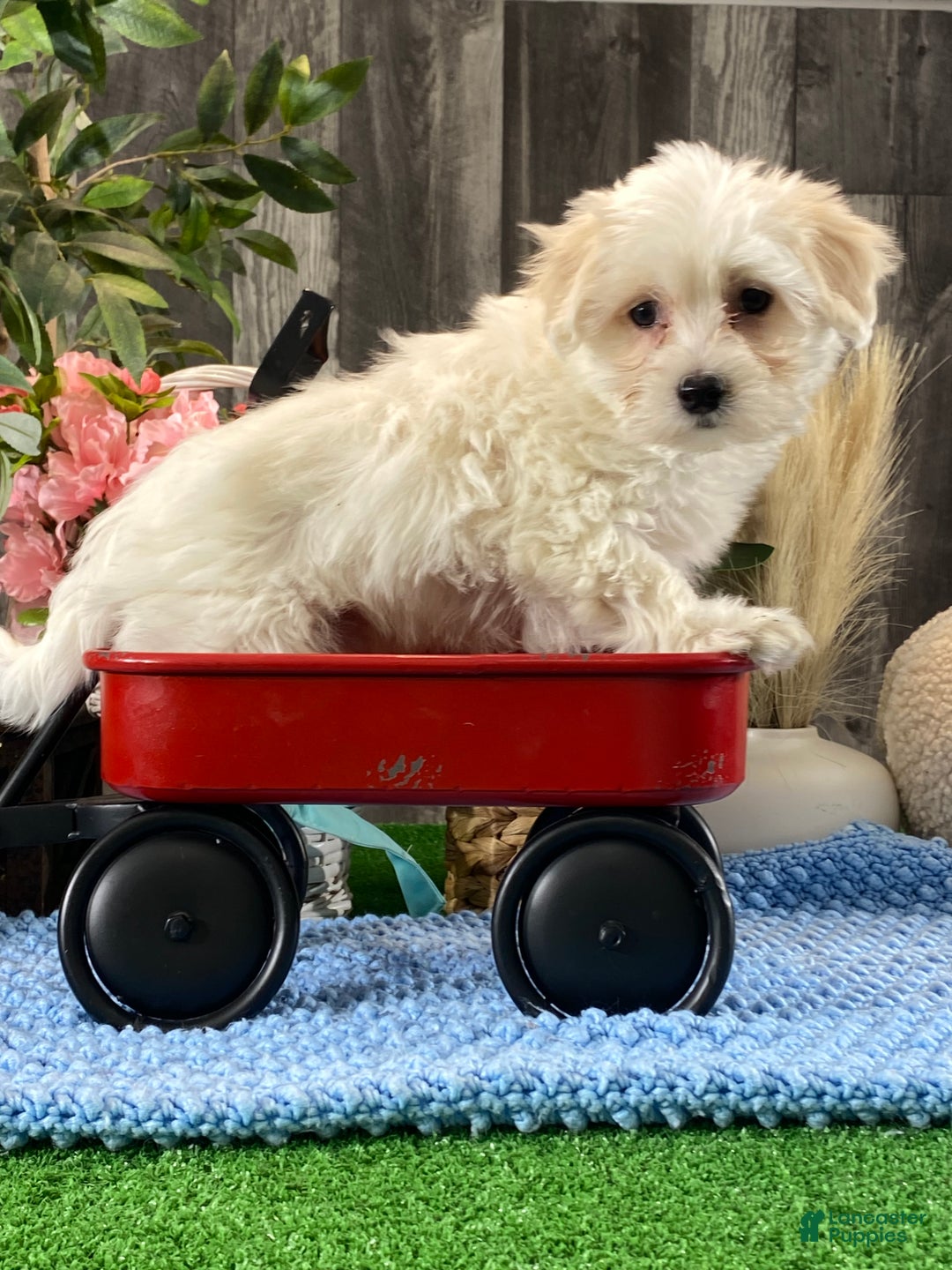 Coton De Tulear dogs for sale: Chester  - Ad 5