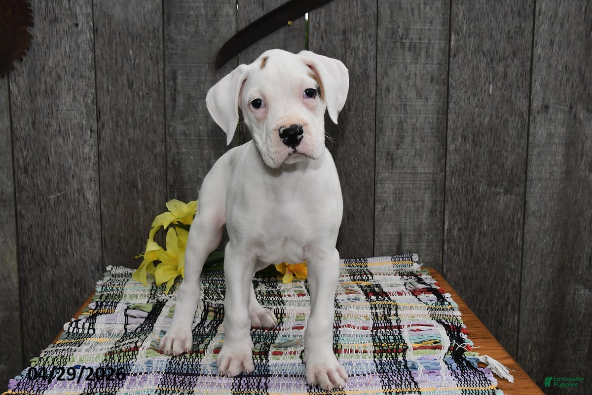 Boxer dogs Barney - Ad 2