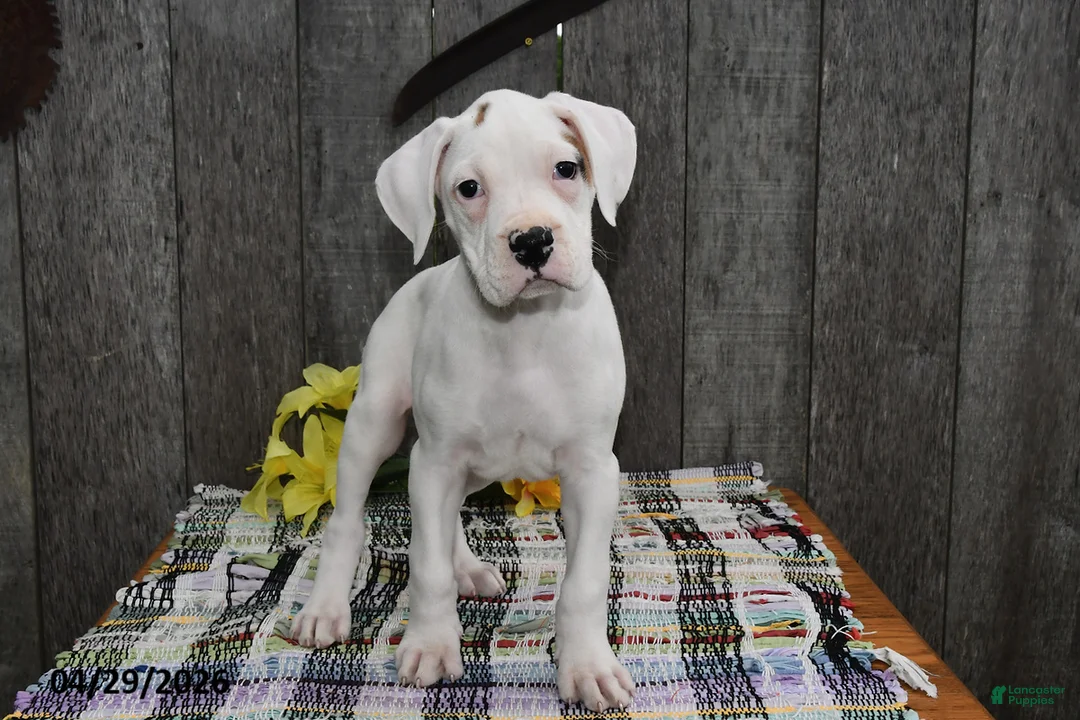 Boxer dogs for sale: Barney - Ad 2