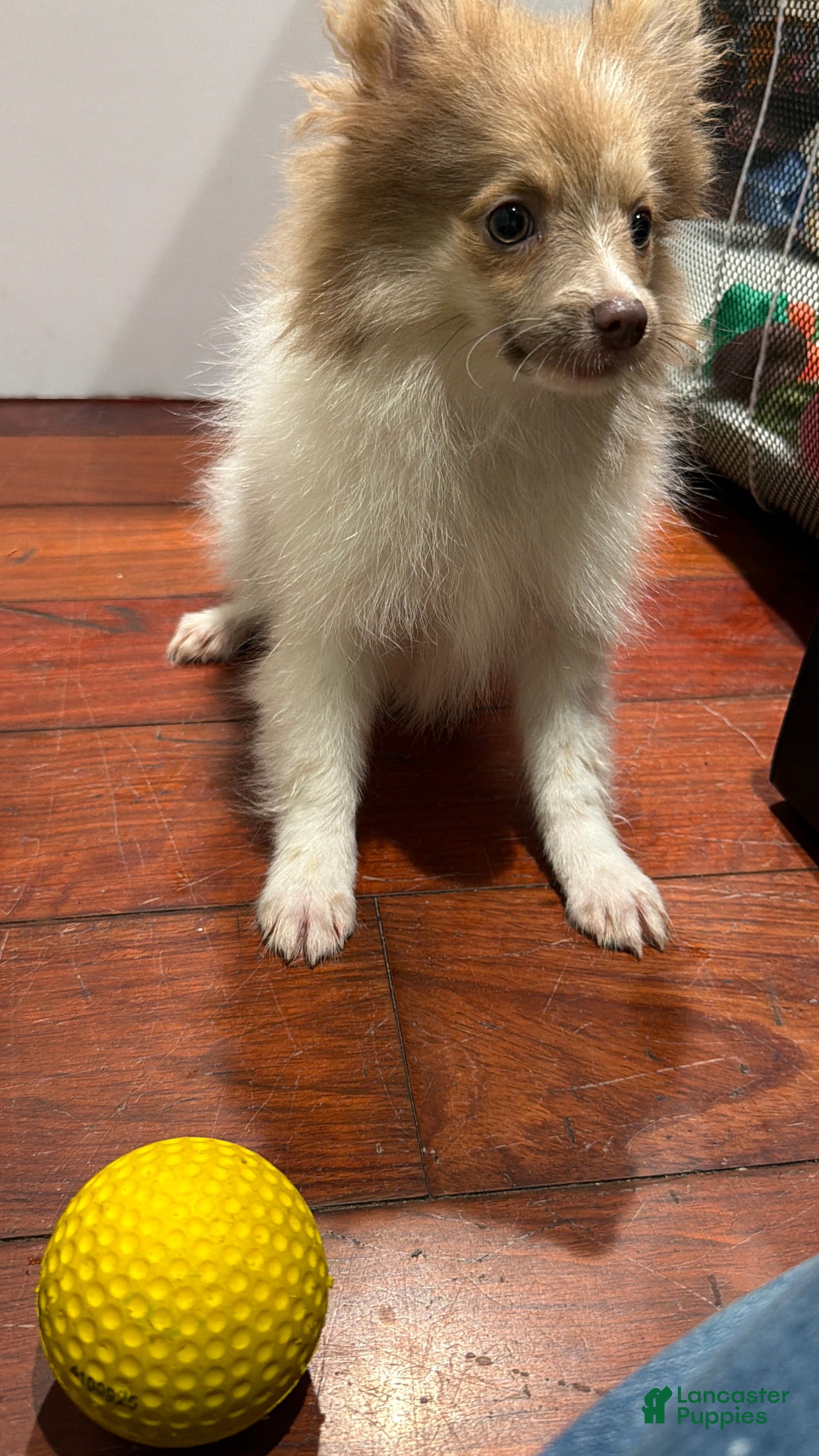Coby, Pomeranian