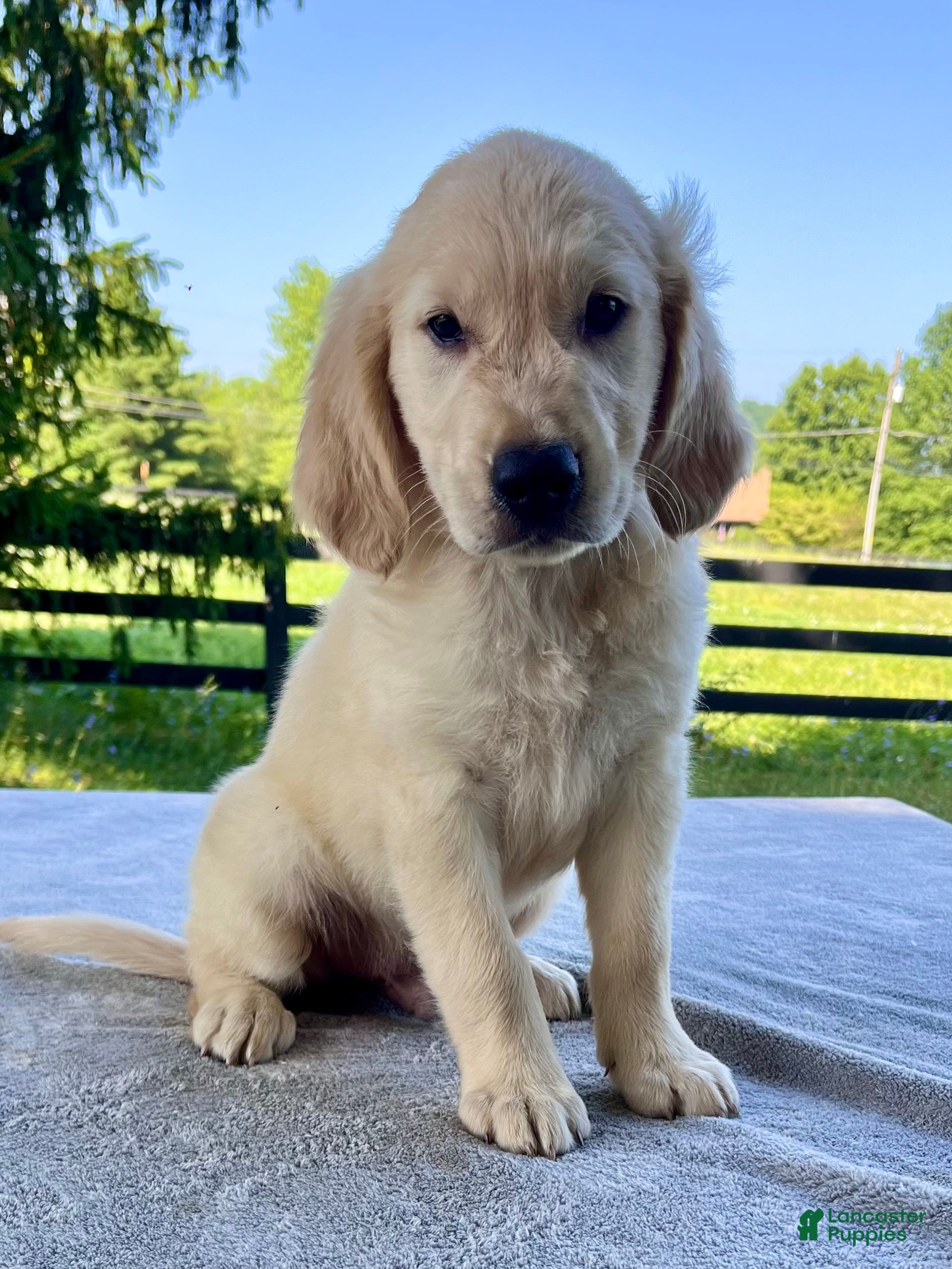 Golden Retriever dogs Oliver - Ad 2